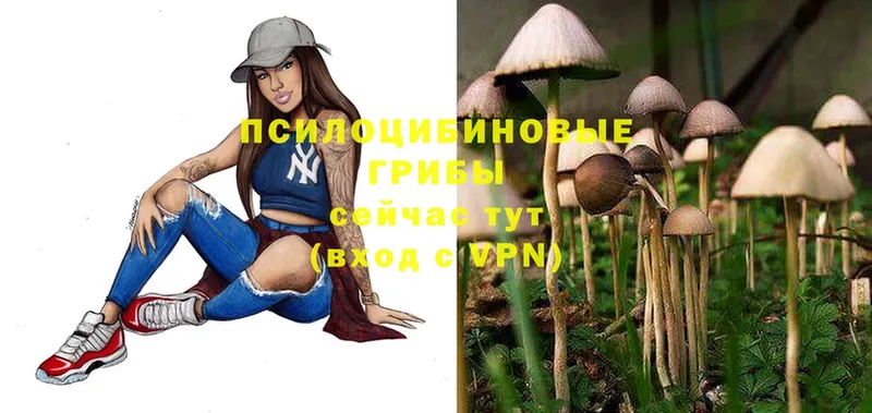 Псилоцибиновые грибы Psilocybe  Боровичи 